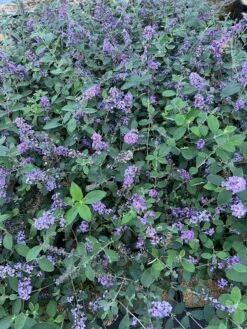 Featured Products -Berryfield Fruits Shop 55E266CF D817 45A1 85DD 473776036DA4