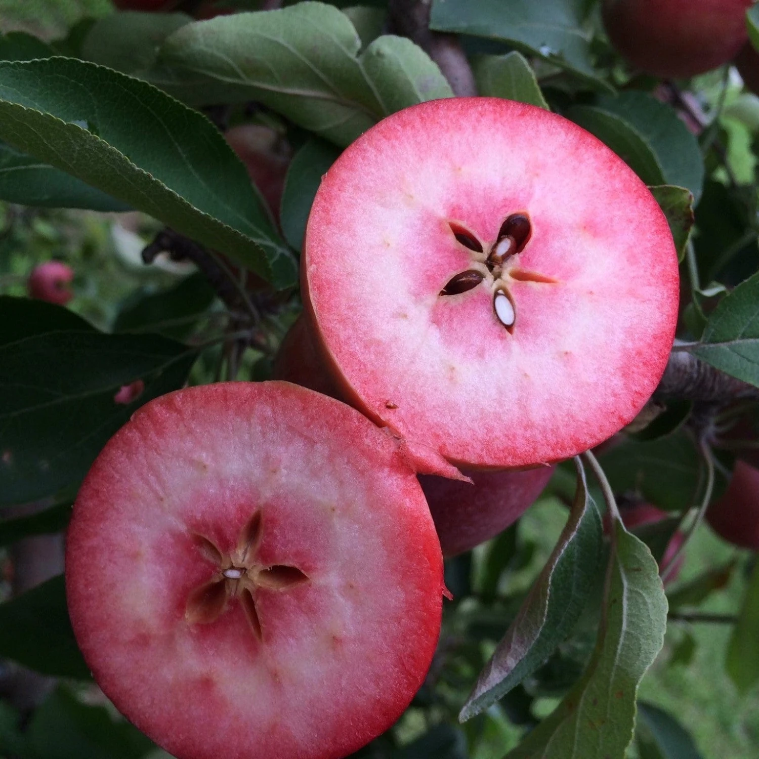 Unbeatable Urban Apple Bundle (3 Trees) 2 Unbeatable Urban Apple Bundle (3 Trees) - Image 2