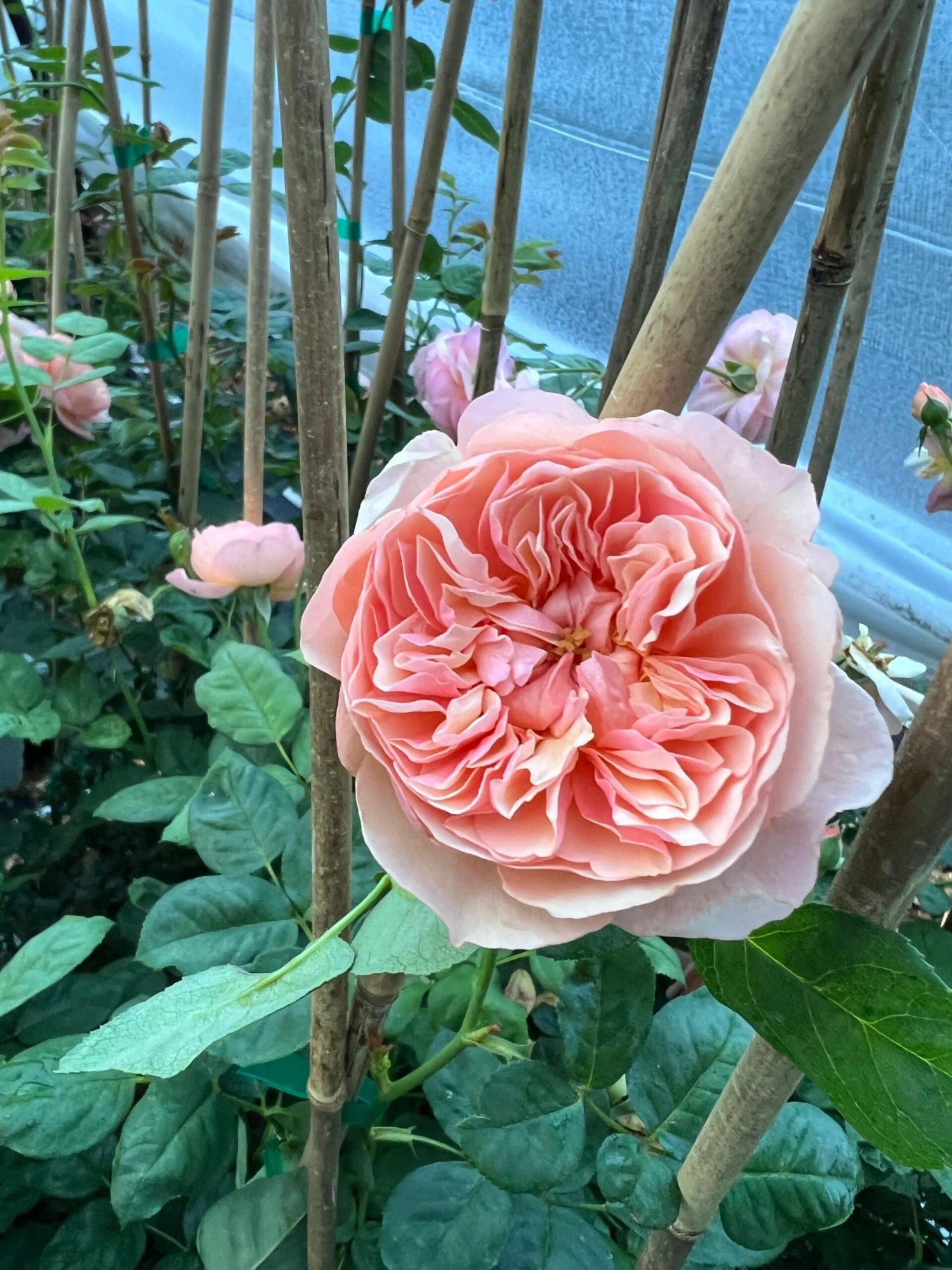 FLAVORETTE™ Honey-Apricot Rose 3 FLAVORETTE™ Honey-Apricot Rose - Image 3