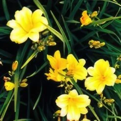 Stella D'Oro Day Lily
