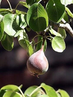 Moonglow Pear -Berryfield Fruits Shop MoonGlow Pyrus communis leaffruit Jean ccby20
