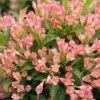 Alpha Peach Kisses™ Weigela