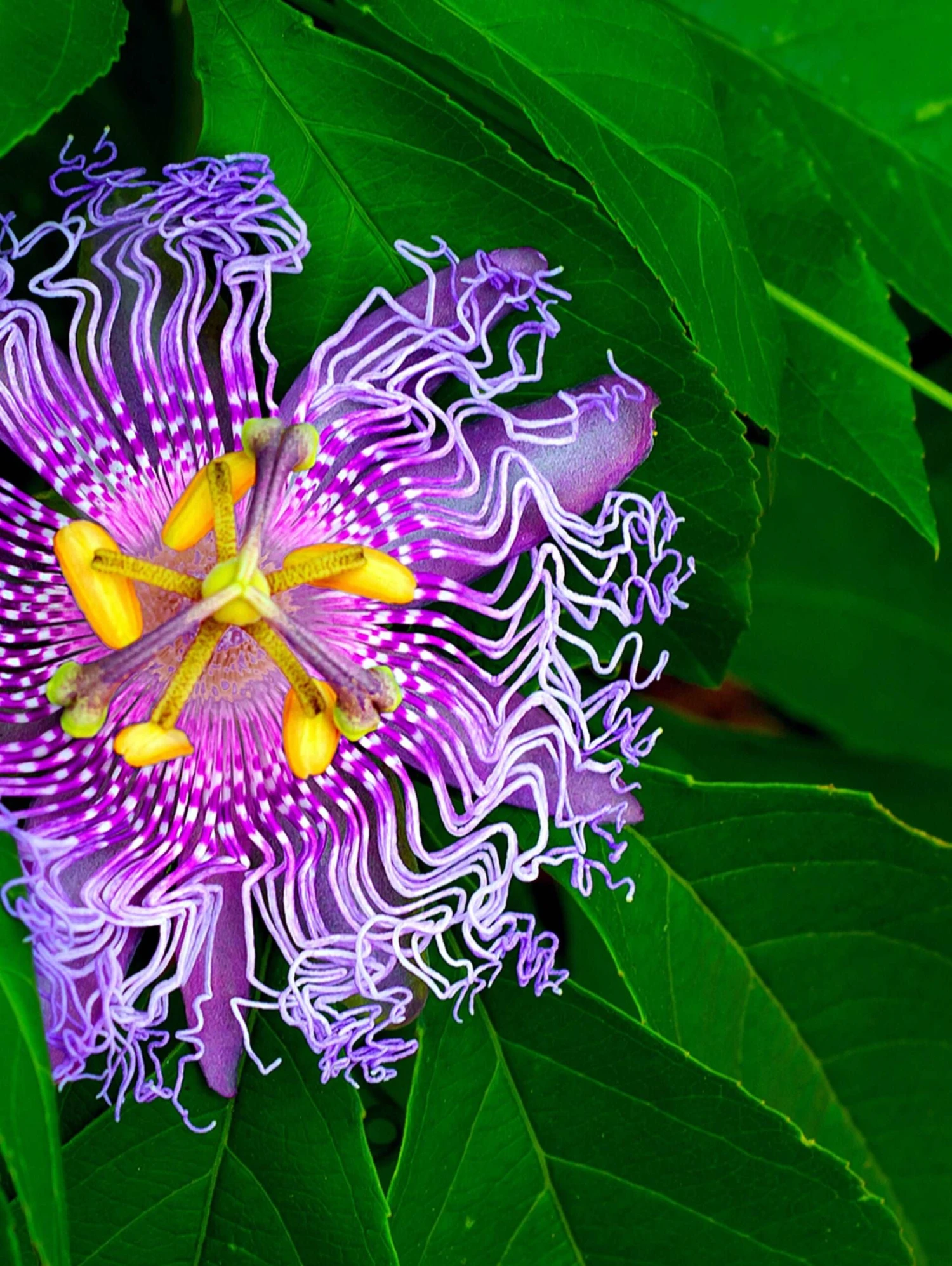 Passiflora PinkPop™ 1 Passiflora PinkPop™