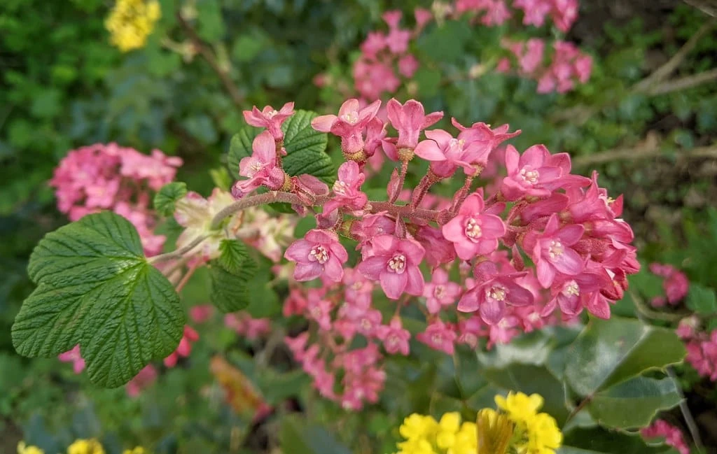 Pokeys Pink Flowering Currant 1 Pokeys Pink Flowering Currant