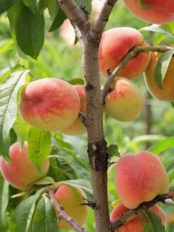 Reliance Peach