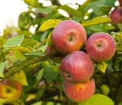 Apple Combo (4 Varieties)