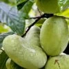 Tallahatchie® Paw Paw