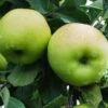 Greensleeves Apple