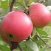 Queen Cox Self-Fertile Apple