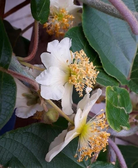 Male Fuzzy Kiwi 1 Male Fuzzy Kiwi