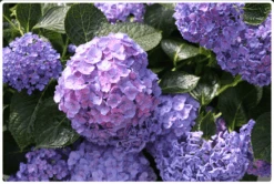 Let's Dance® Blue Jangles® Reblooming Hydrangea -Berryfield Fruits Shop bjangle