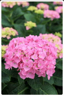 Let's Dance® Blue Jangles® Reblooming Hydrangea -Berryfield Fruits Shop bjangle2