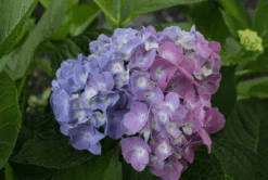 Featured Products -Berryfield Fruits Shop bjangle3