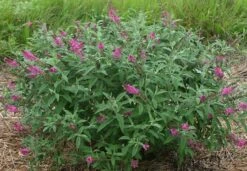 Alpha Miss Ruby Buddleia
