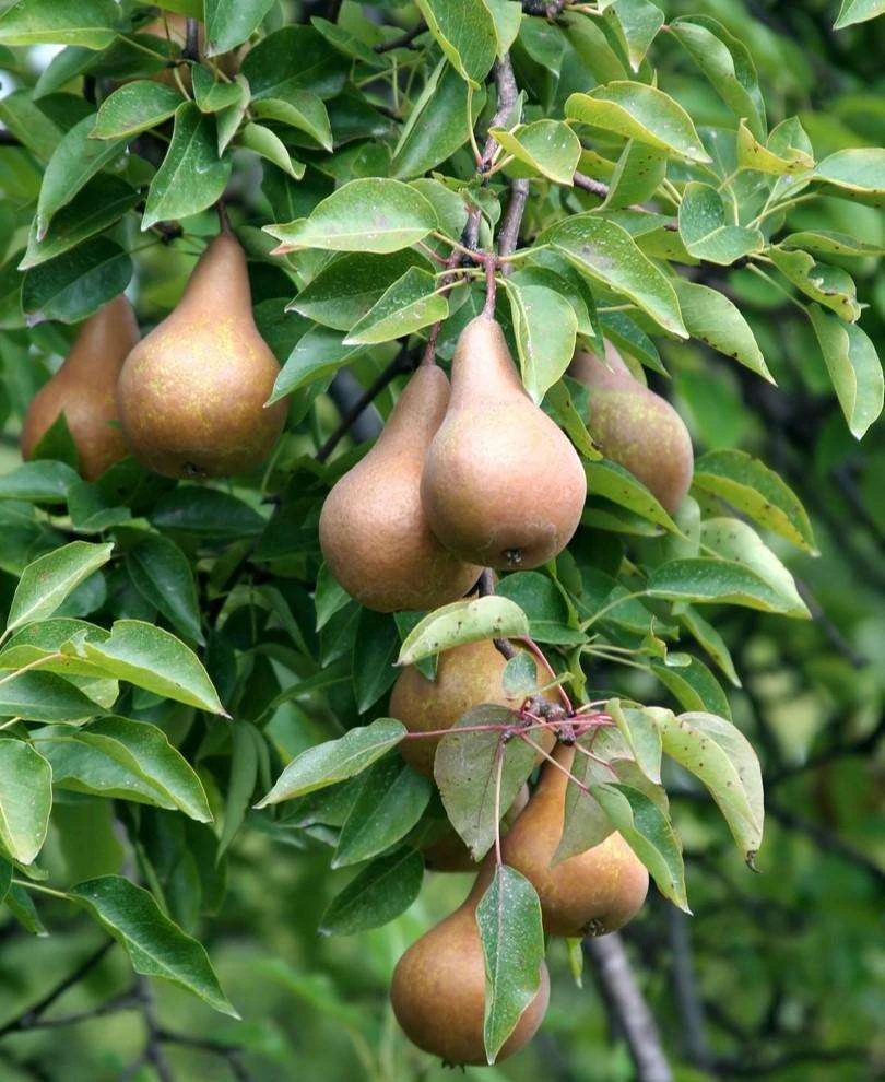 Bosc European Pear 1 Bosc European Pear