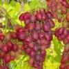 Canadice Seedless Grape