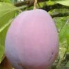 Ersinger European Plum