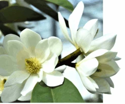 Michelia Doltsopa "Fairy White" -Berryfield Fruits Shop fmwhite