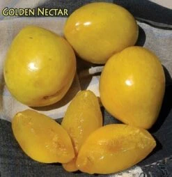 Golden Nectar Asian Plum
