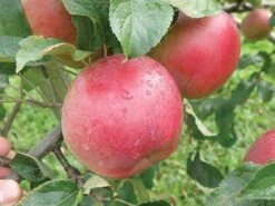 Wolf River Apple -Berryfield Fruits Shop httpraintreenursery.netpa720s wolfriver1 cc2662c6 b61b 4ab0 b8a8 42e171eb72fb
