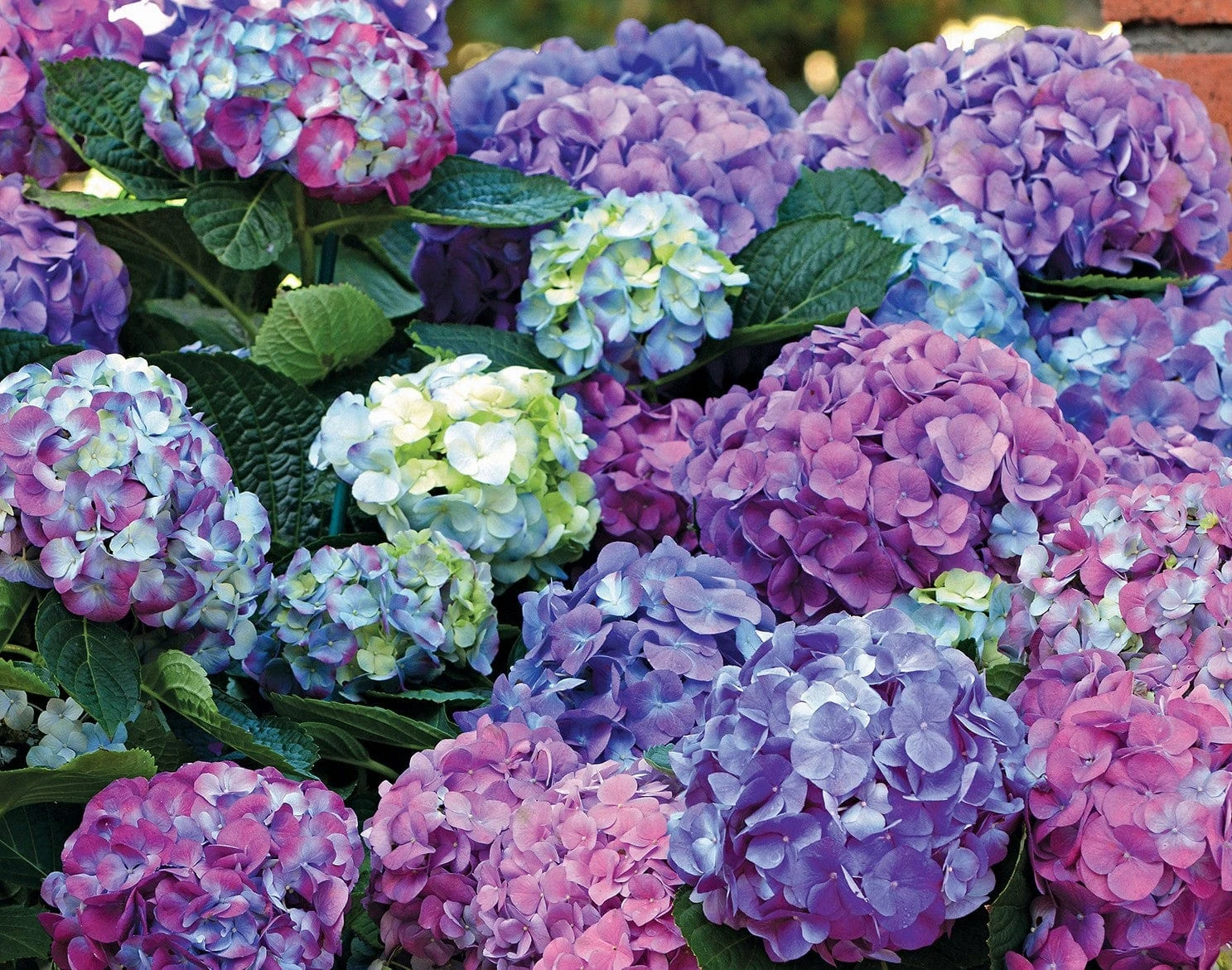 L.A. Dreamin’® Hydrangea 1 L.A. Dreamin’® Hydrangea