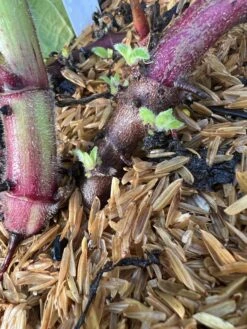 Purple Yacon -Berryfield Fruits Shop image 82187f30 873f 47de 989e 30847d731294 3