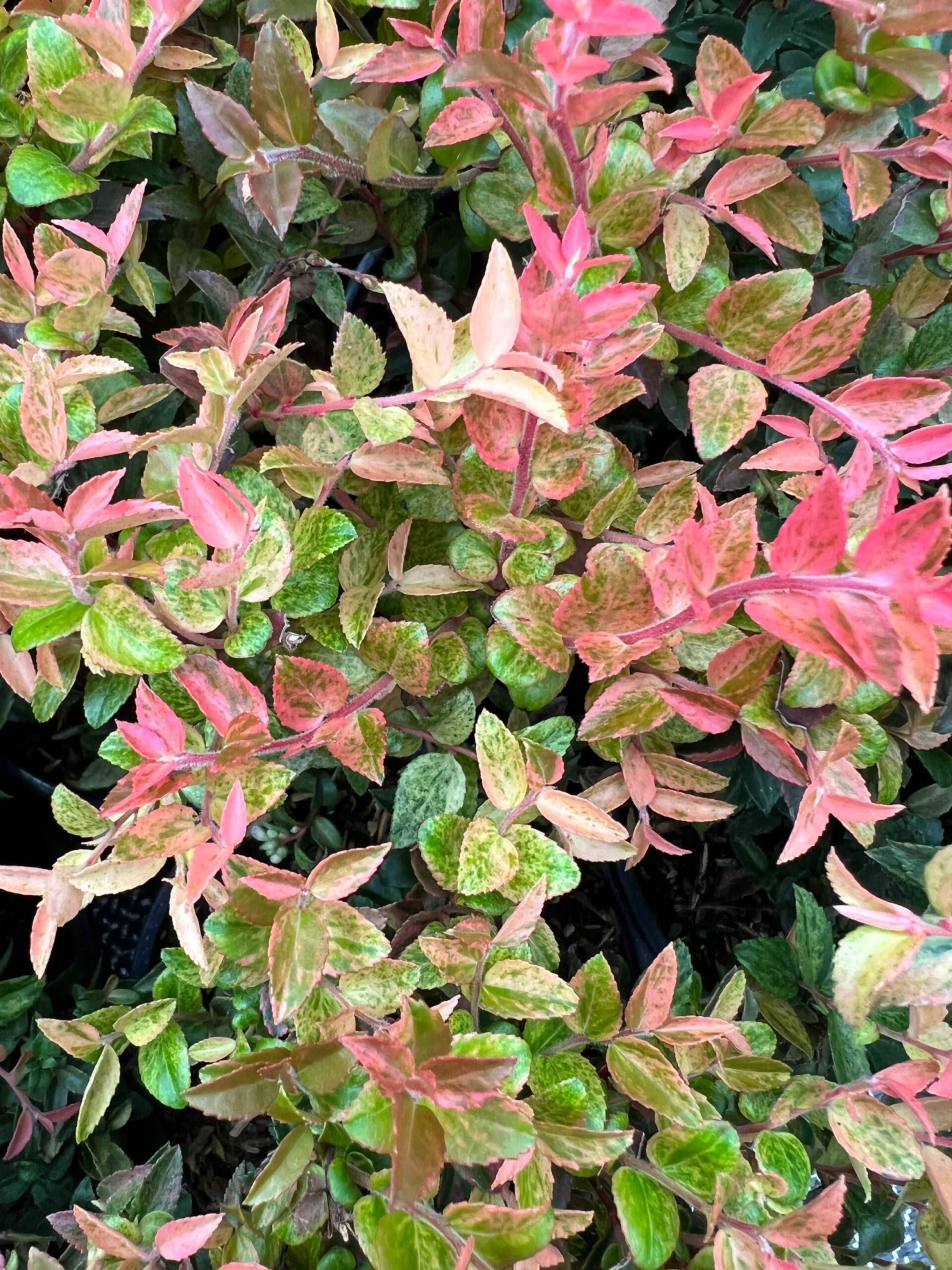 Cascade Sunburst™ Huckleberry 1 Cascade Sunburst™ Huckleberry