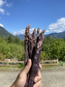 Sweet Purple Asparagus