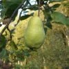Limon Quince
