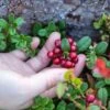 Red Pearl Lingonberry