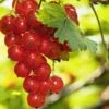 Rosetta Red Currant