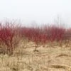 Red Osier Dogwood