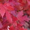 Red Sunset® Maple Tree