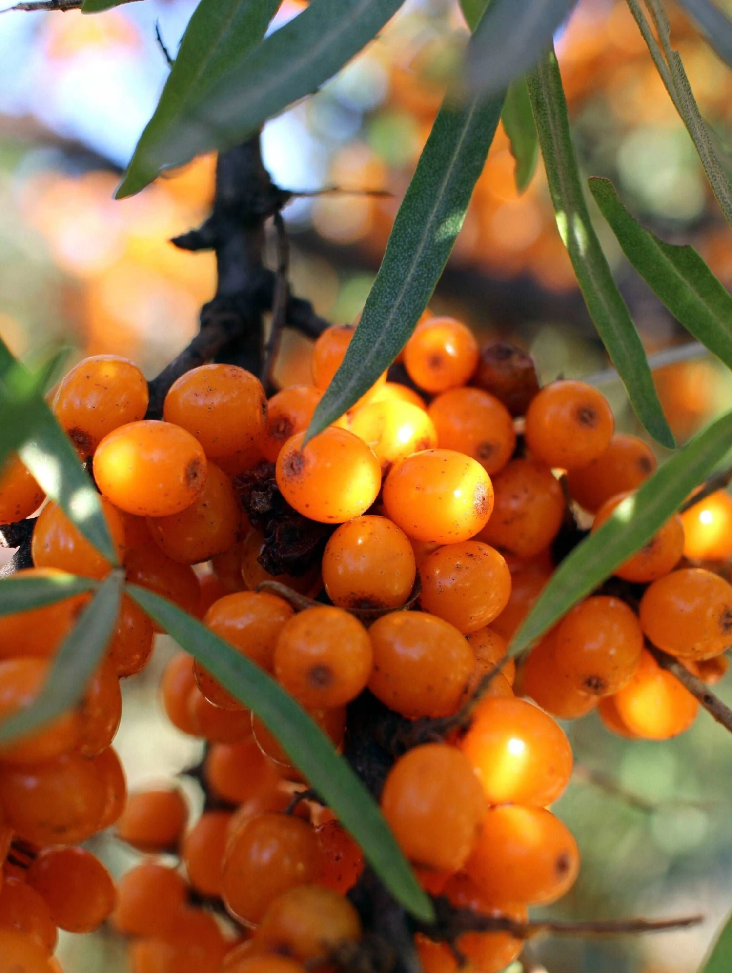 Leikora Seaberry 1 Leikora Seaberry