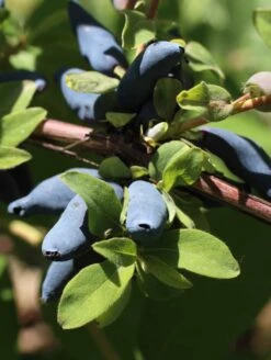 Blue Hokkaido™ Honeyberry