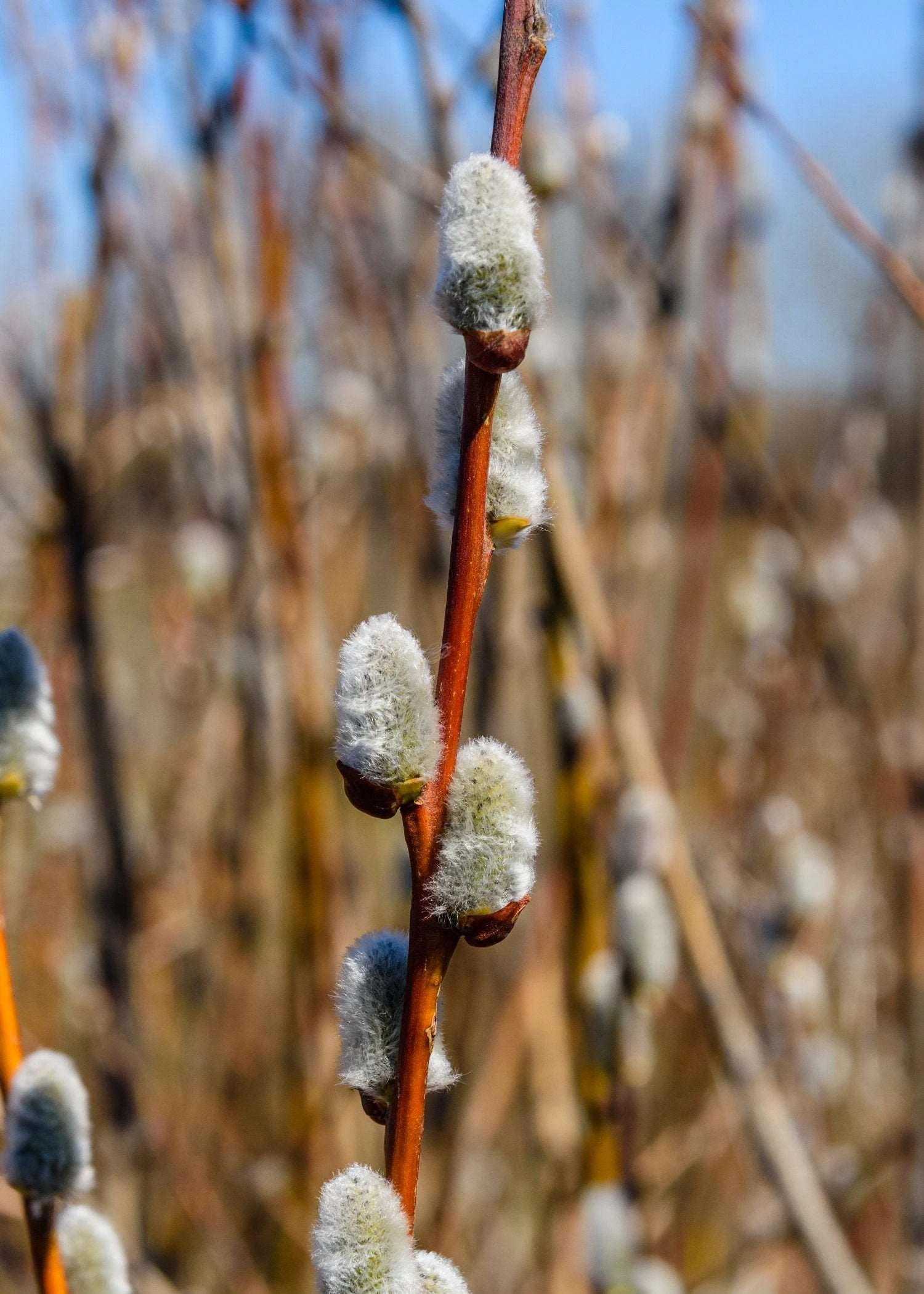 French Pussywillow 1 French Pussywillow
