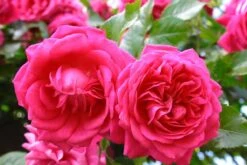 Rosarium Uetersen Climbing Rose