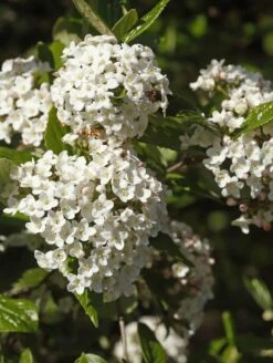 Alpha Burkwood Viburnum