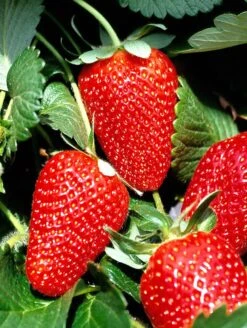 San Andreas Strawberry