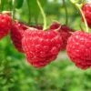 Boyne Raspberry Bundle (5 Plants)
