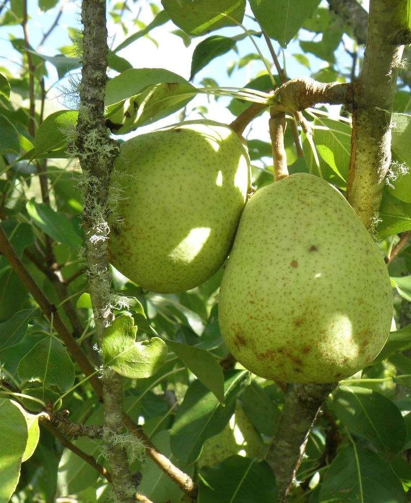 Duchesse D'Angouleme European Pear 1 Duchesse D'Angouleme European Pear