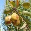 Theilersbirne European Perry Pear