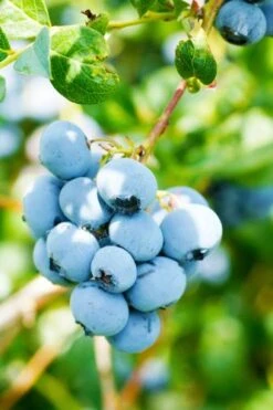 Alpha Toro Blueberry