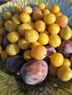 Featured Products -Berryfield Fruits Shop shutterstock 1427325371