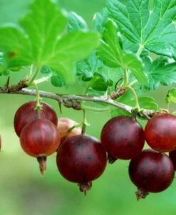 Black Velvet Gooseberry