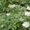 Variegated Elderberry