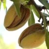 Hall's Hardy Almond