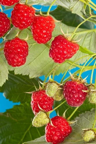 Cascade Delight Raspberry Bundle (5 Plants) 1 Cascade Delight Raspberry Bundle (5 Plants)