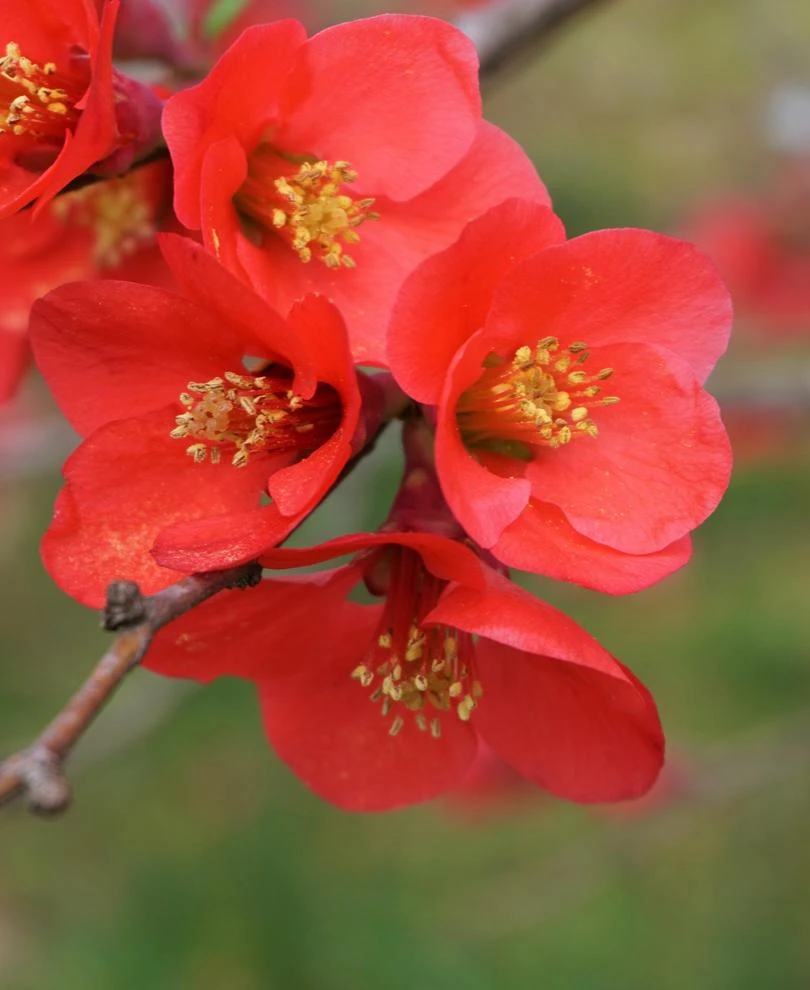 Super Fusion Flowering Quince 1 Super Fusion Flowering Quince