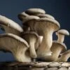 Oyster Mushroom Dowels (100)